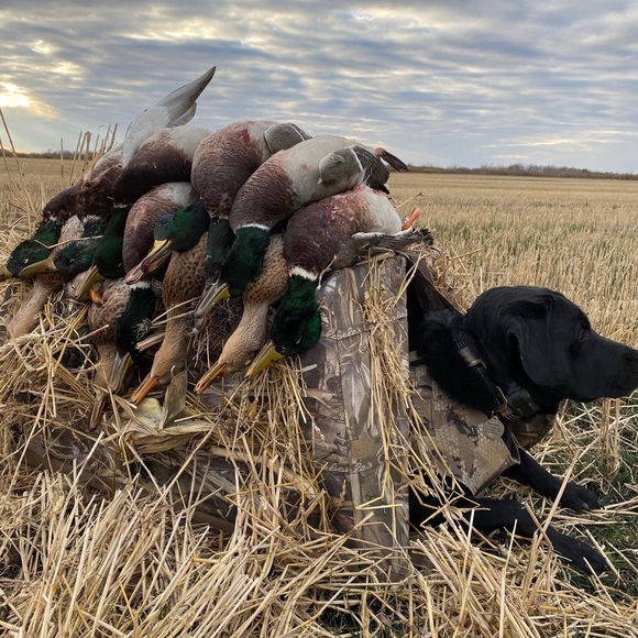 Meet your Posher, Tracy - Picture 6 of 8